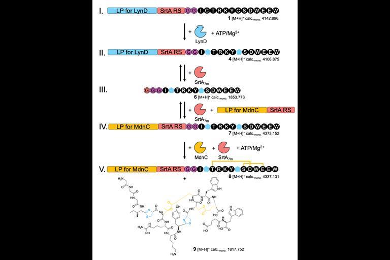 Sortase Catalysis Sortase A strategy could see ribosomal products reach further across ...